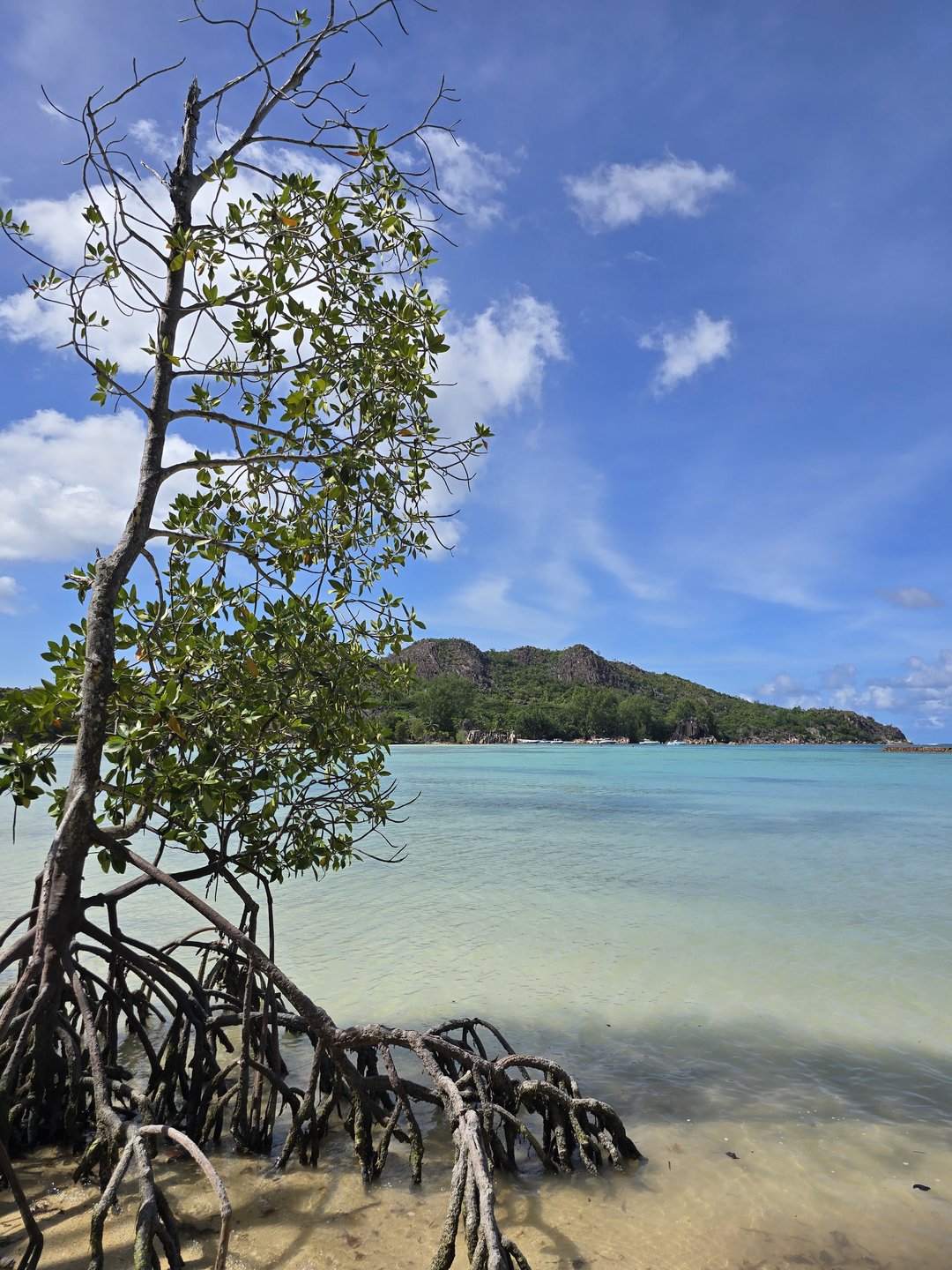 Curieuse Island, where giant tortoises roam right past you