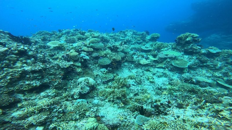Taveuni's Great White Wall, and getting the tide right