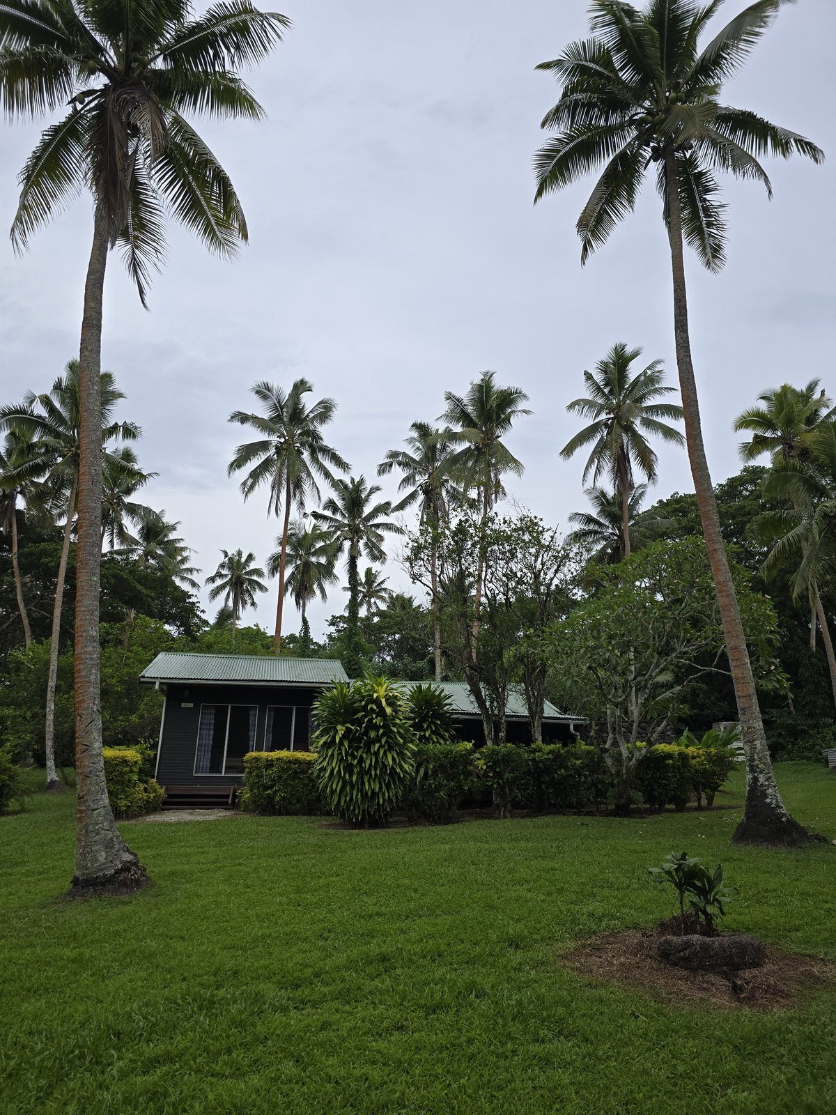 A garden bure under coconut palms at dusk
