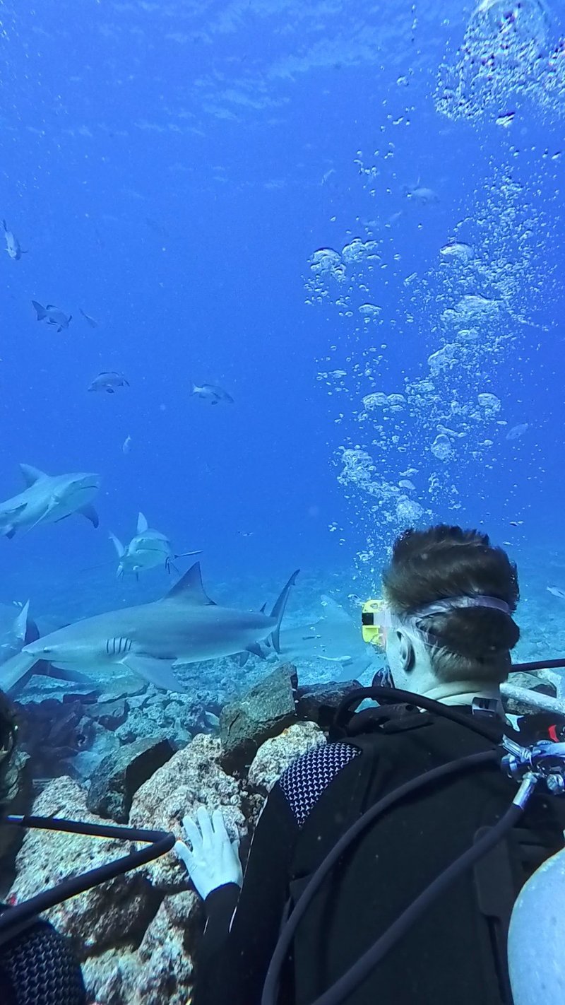 Shark diving in the Yasawas