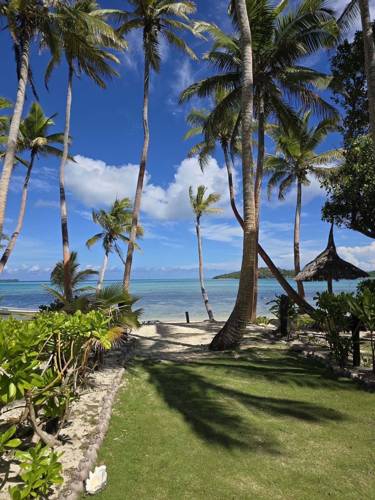 A thatched beach umbrella and palms over the sand