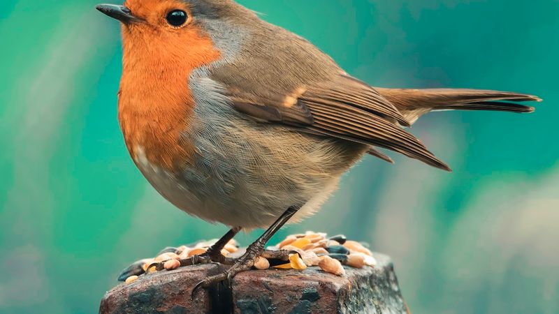 Seca histórica no Pantanal ameaça biodiversidade e comunidades ribeirinhas