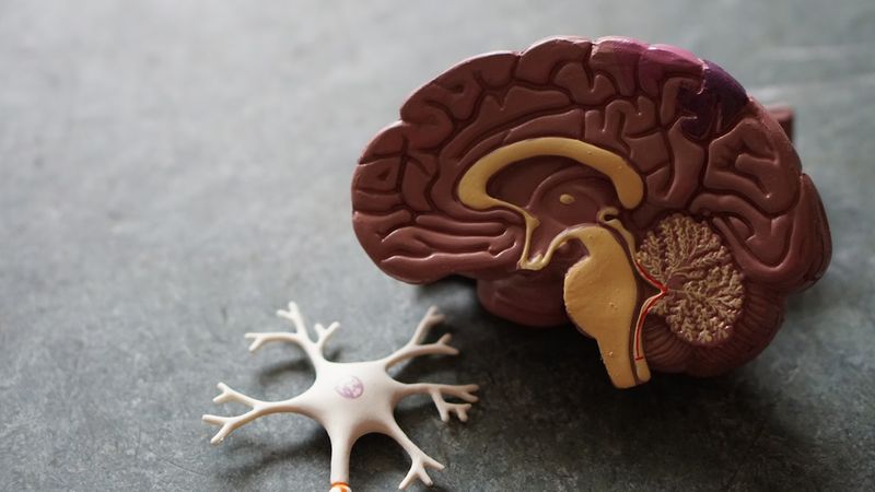 Estudo brasileiro identifica biomarcador para diagnóstico precoce de Alzheimer