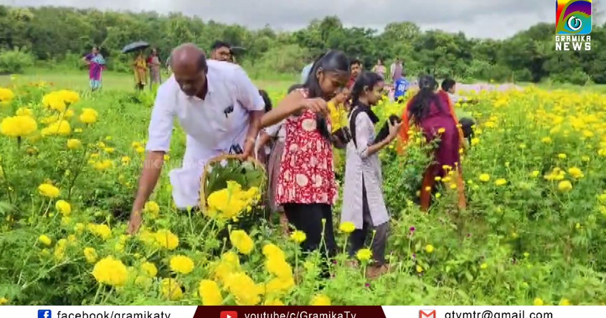ചെണ്ടുമല്ലി കൃഷി വിളവെടുപ്പ് നടത്തി