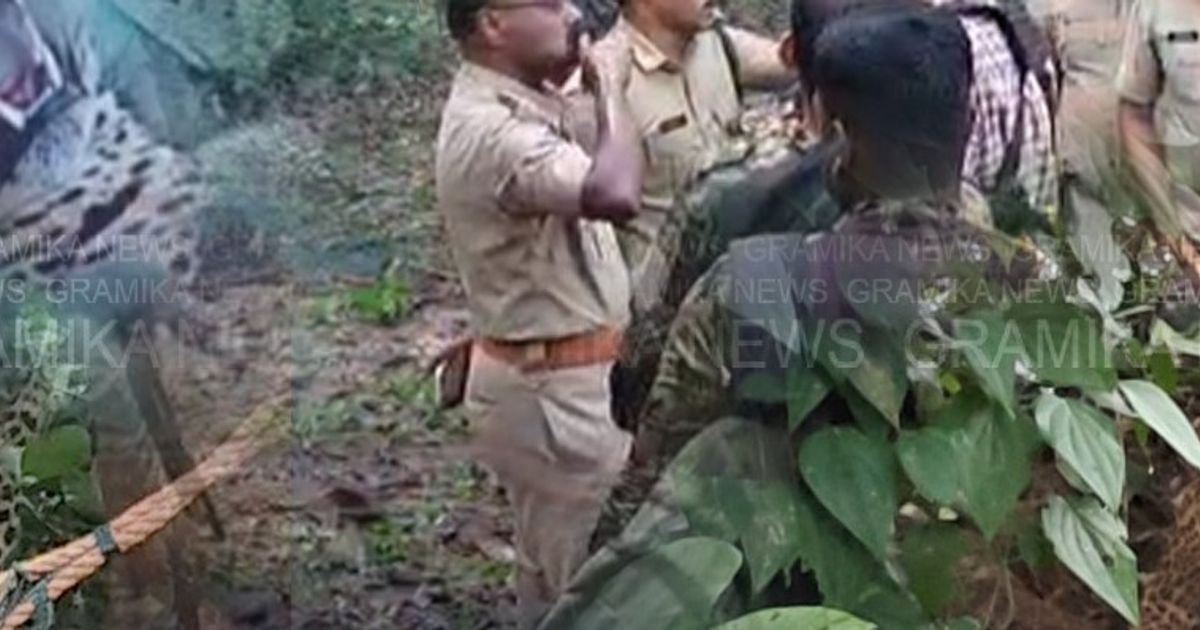 മാലൂരിൽ പുലി കെണിയിൽ കുടുങ്ങി; മയക്ക് വെടിവച്ച് പിടികൂടി