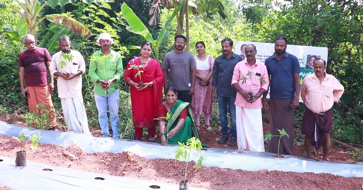 മാങ്ങാട്ടിടത്ത് കൃത്യതാ കൃഷിയിലൂടെ റെഡ് ലേഡി പപ്പായ കൃഷി ആരംഭിച്ചു