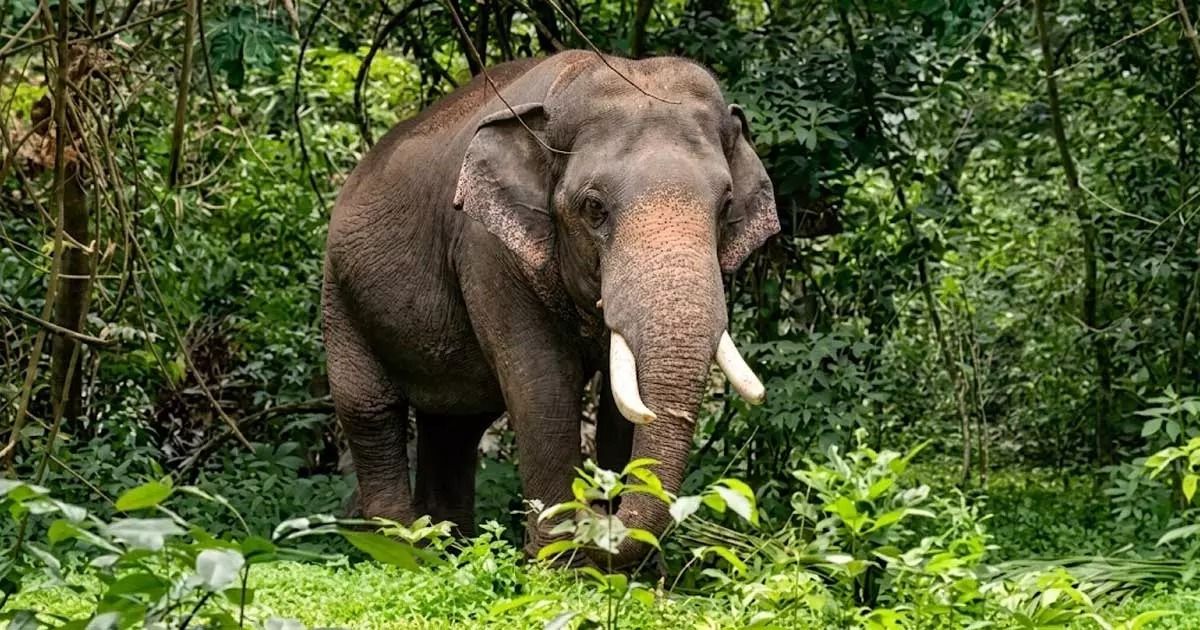 ഓപ്പറേഷൻ മഖ്ന: 'കണ്ണൂർ മഖ്ന'യെ തളയ്ക്കാൻ ഇന്ന് മയക്കുവെടി വെക്കും
