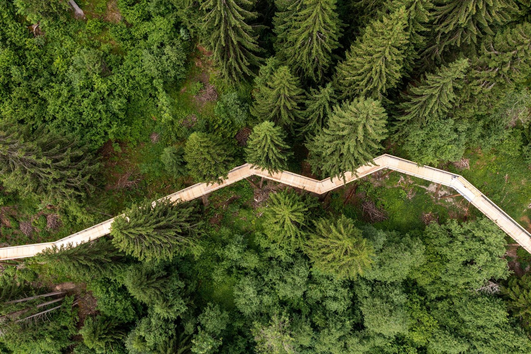 Baumwipfelpfad von oben fotografiert