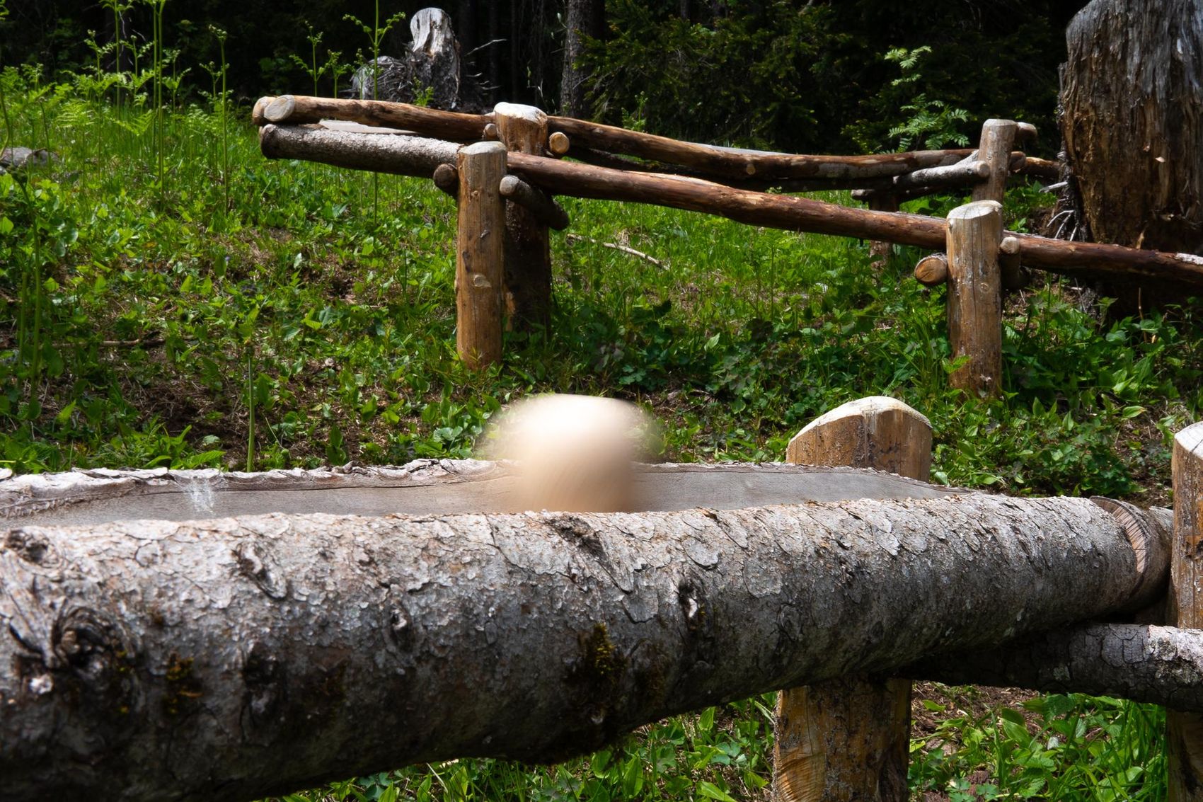 Wooden ball rolls on the ball track