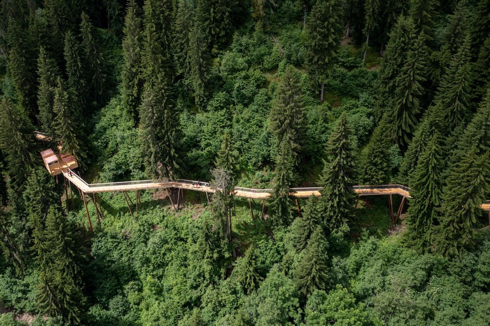 Sentiero tra le cime degli alberi dalla prospettiva a volo d'uccello