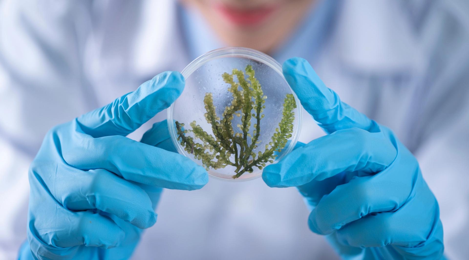 Neoplants - Can Bioengineered Plants Build a Greener Future?