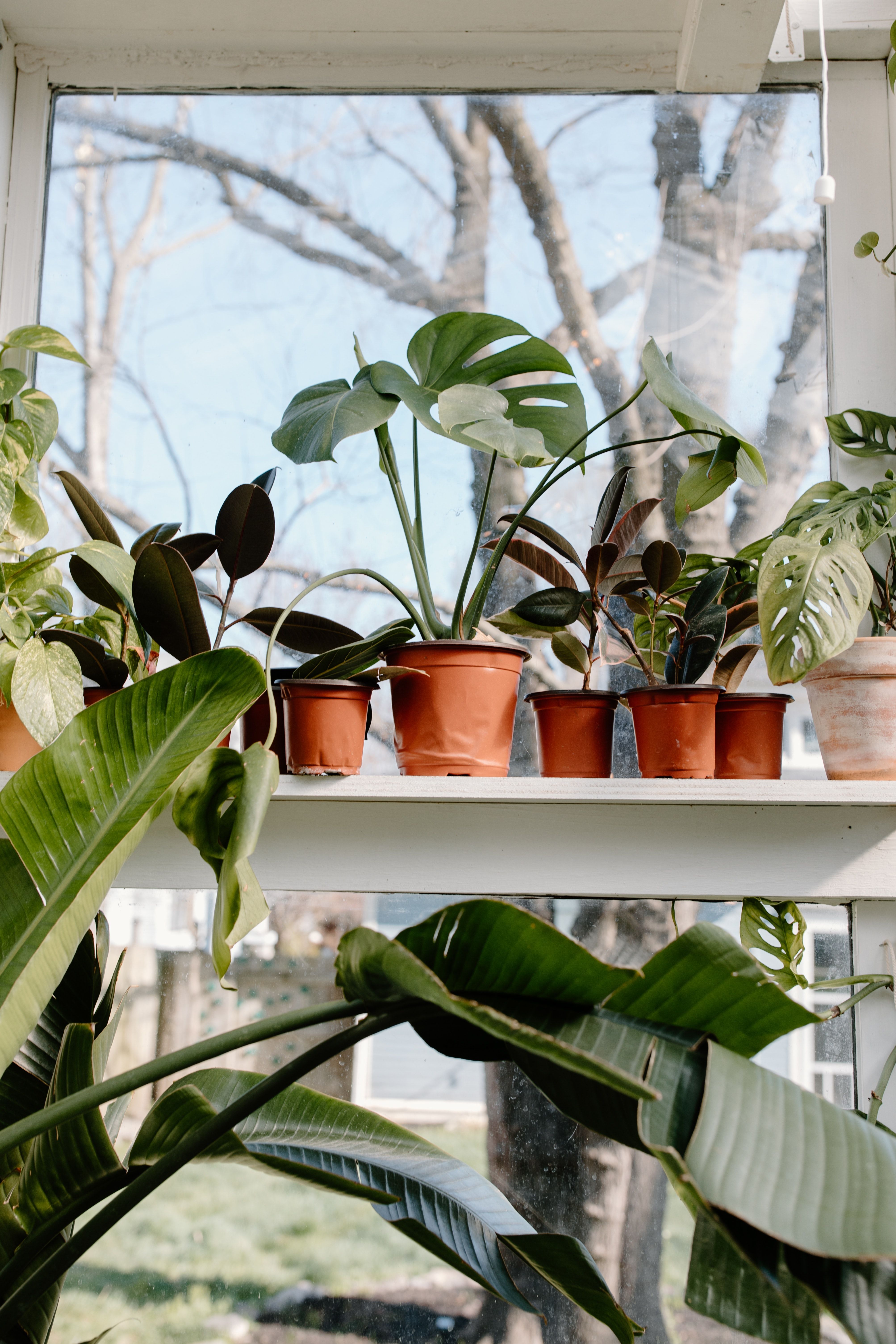 Neoplants The Myths and Realities of AirPurifying Plants