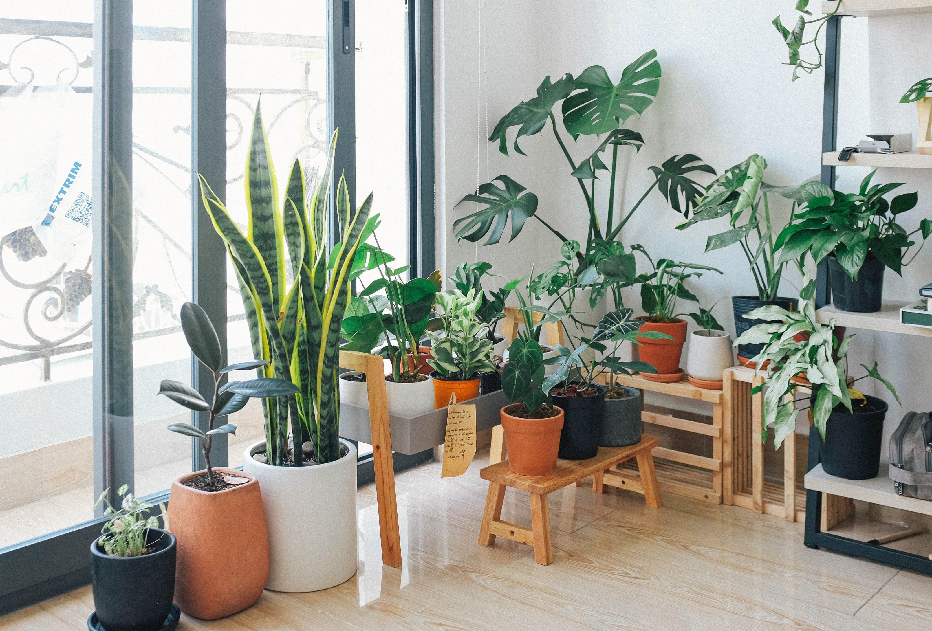 Neoplants What Is the Best Houseplant for Air Quality?