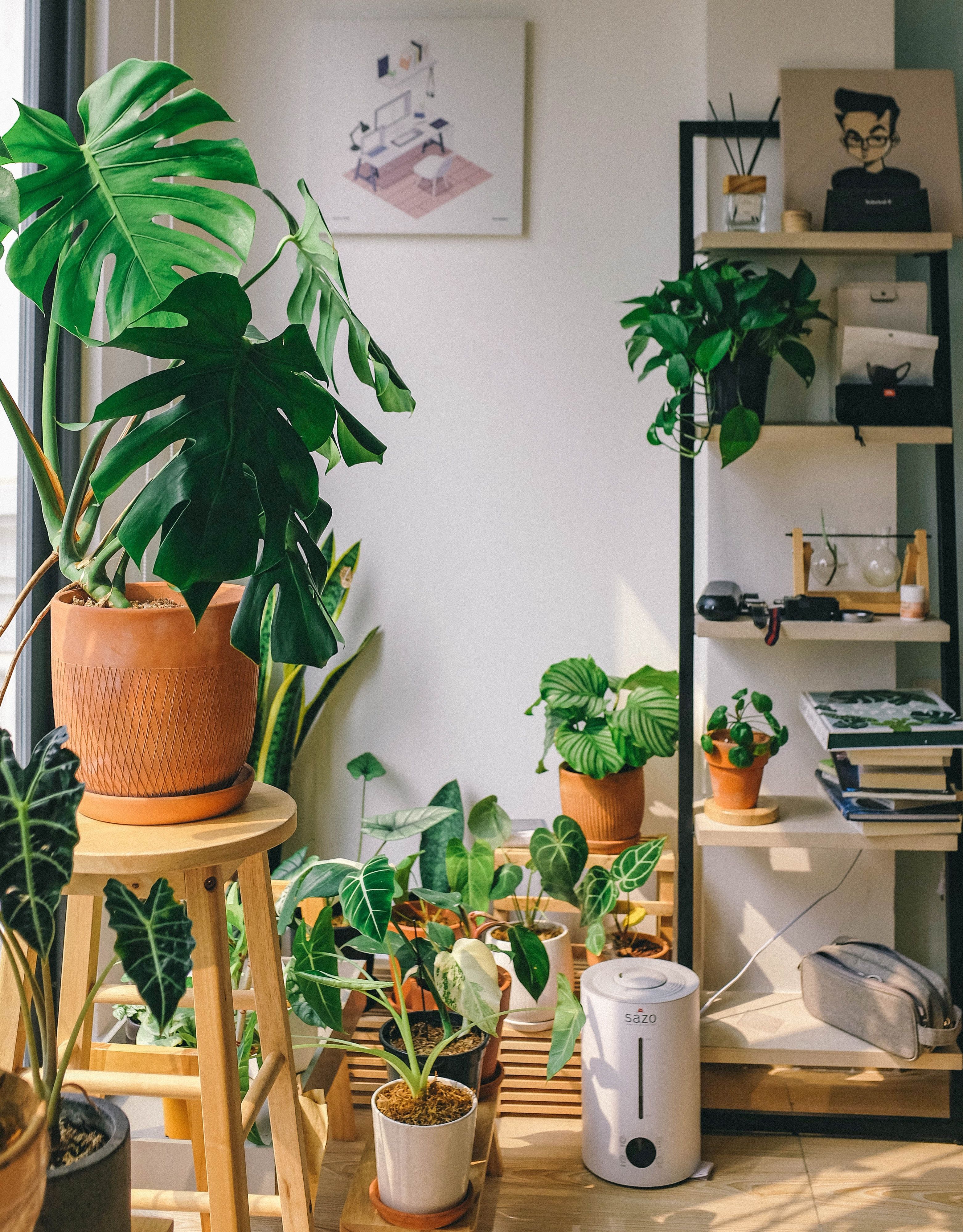 Neoplants Do Houseplants Improve Air Quality?