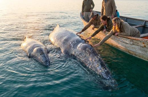 Baja California — Whale Nurseries