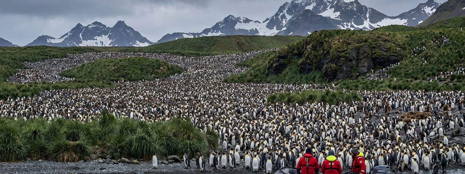 South Georgia — Shackleton's Island