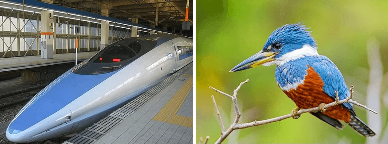 Biyomimetik: Doğadan İlham Alan İnovasyon