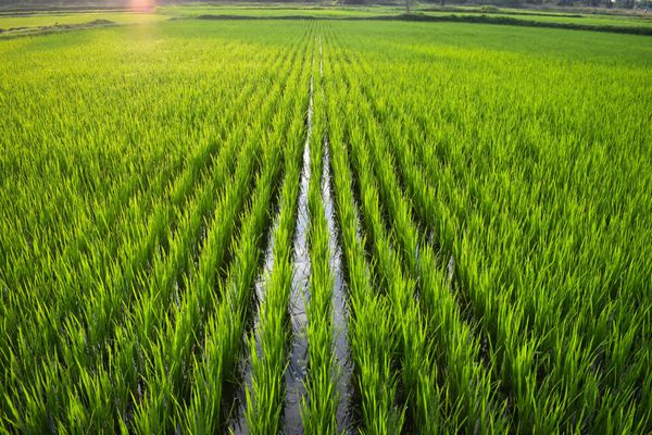 Farm in India