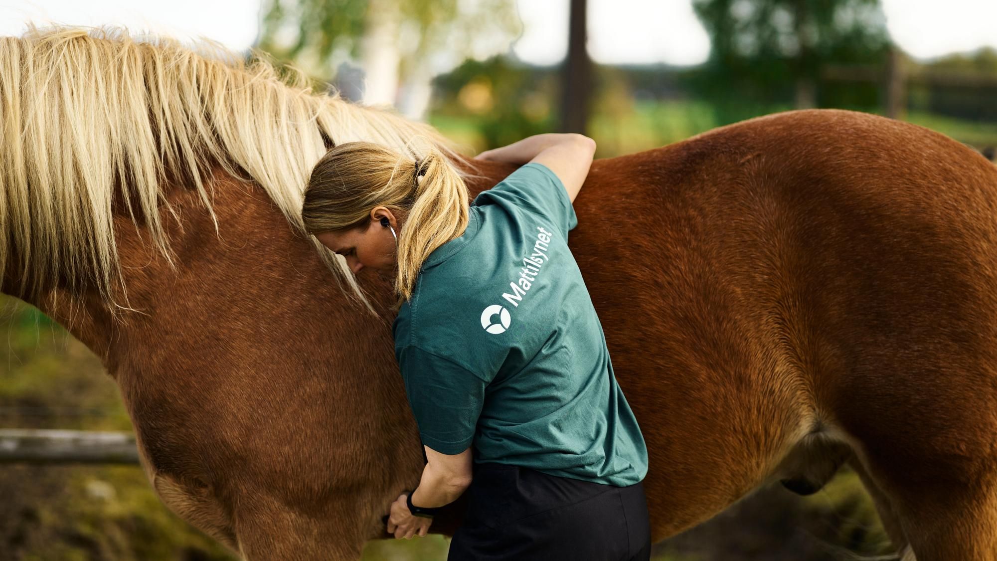 Bilde av en dame som steller en hest