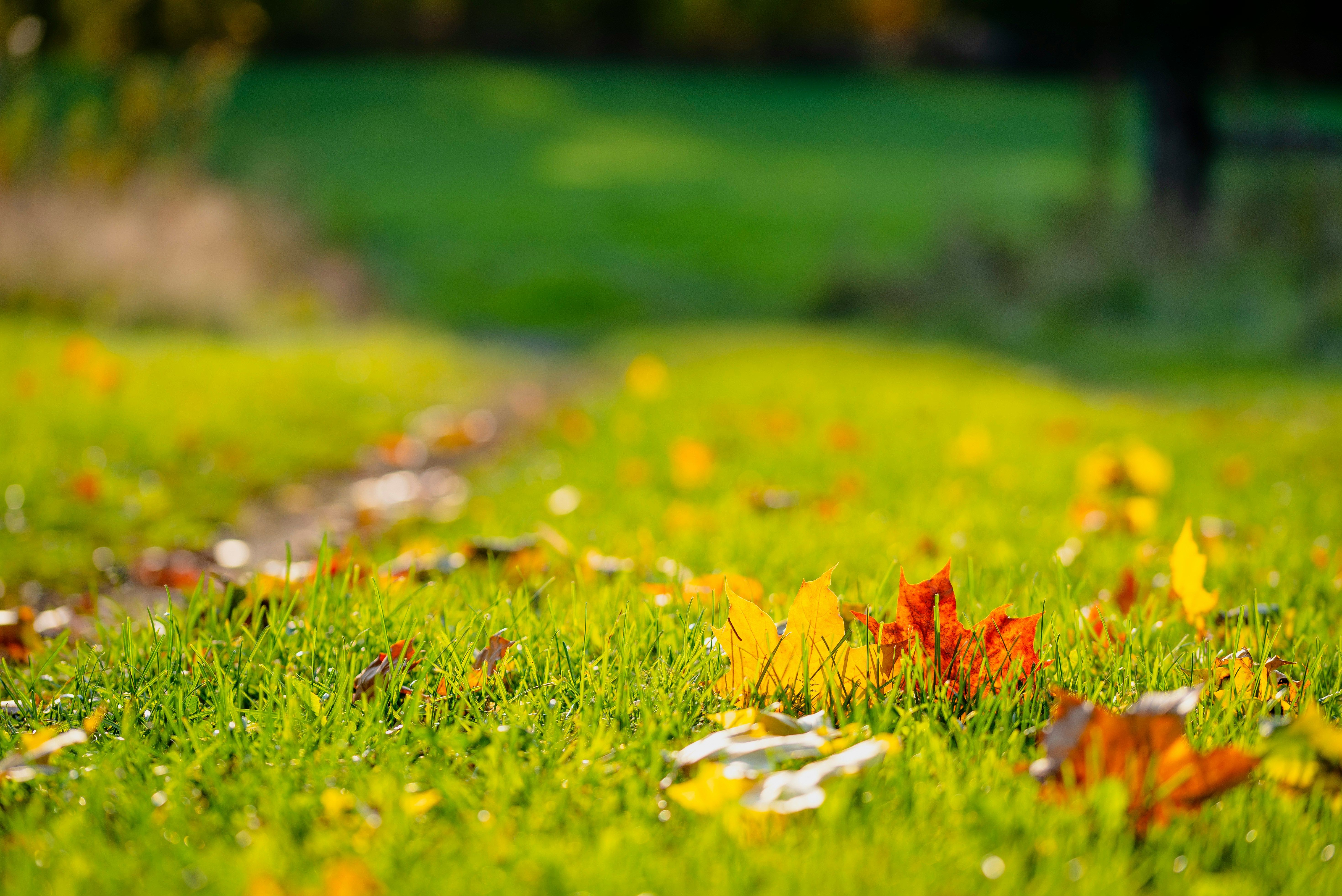 Seasonal Cleanup & Leaf Removal
