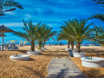 Palm trees on a beach in Ras al Khaimah
