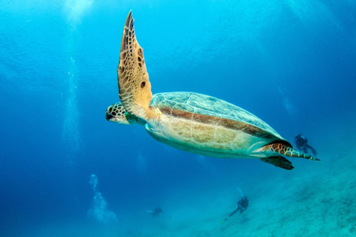 Large turtle swimming off the coast of Antalya among divers 