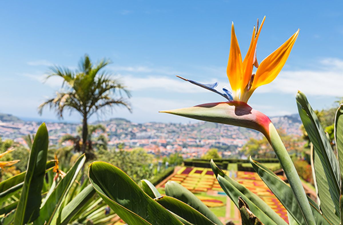 Yellow flower in Funchal Botanical Gardens Madeira