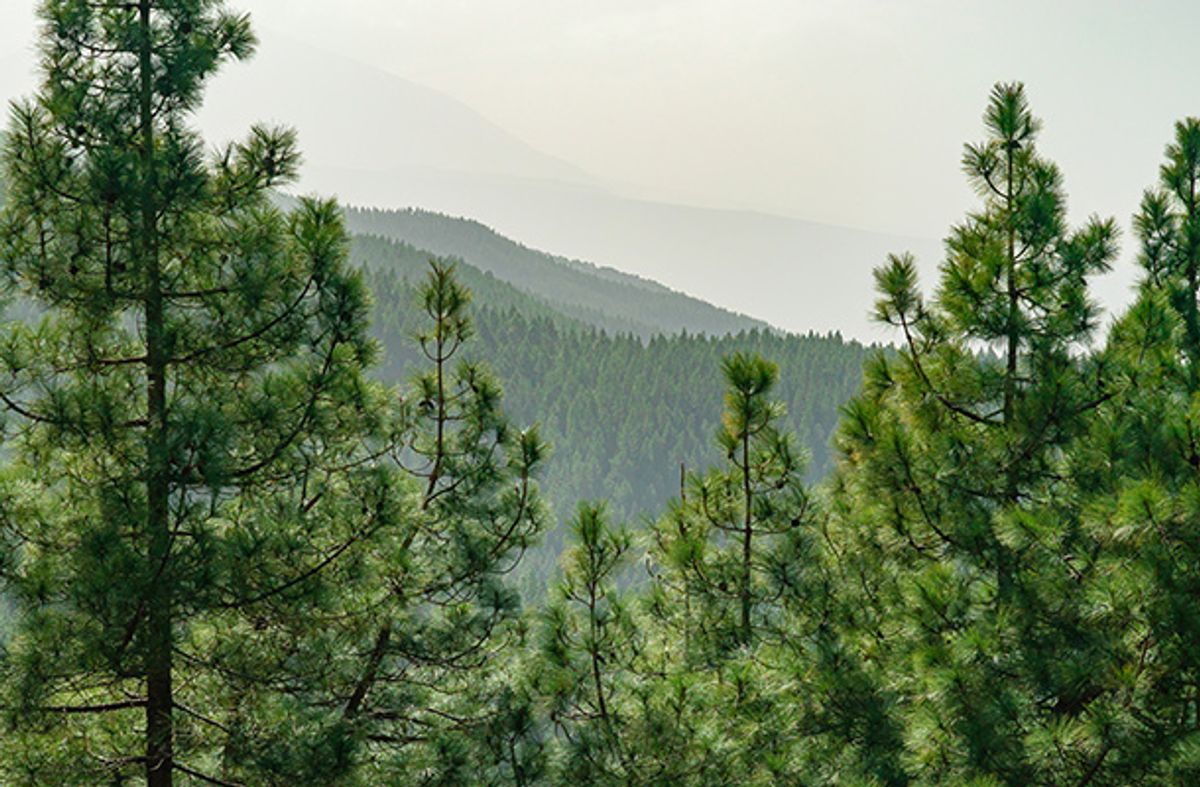 Chinyero Loop forest view, Tenerife