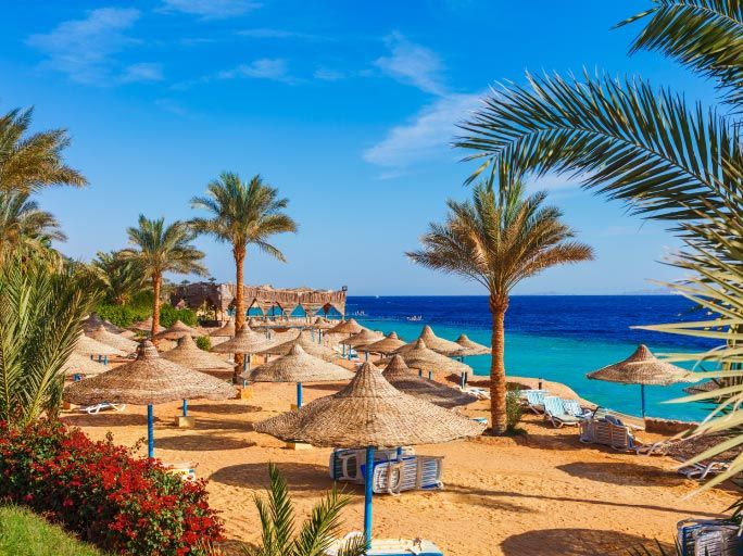 Palm trees & sun umbrellas on a beach in Egypt