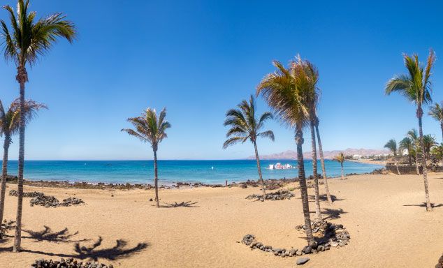Palm trees on the beach in Lanzarote