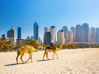 Camels on a beach in the UAE