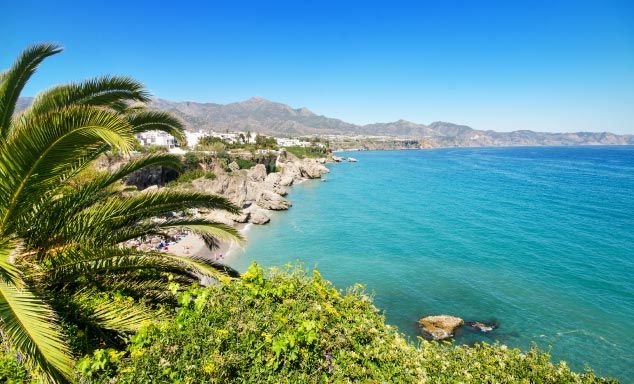 Palm tree with cliff scape in Costa del Sol in the background