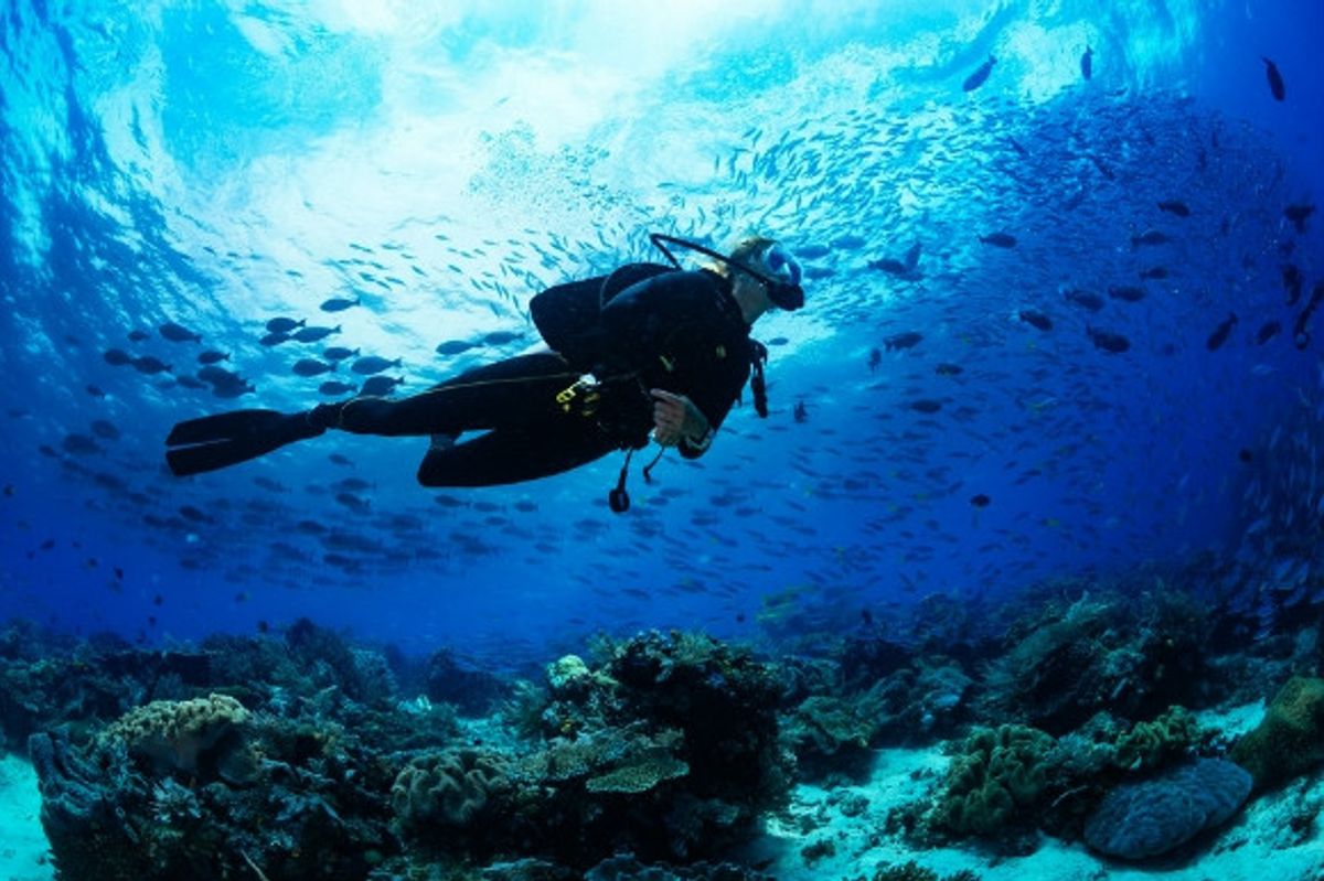 Woman diving into the depths of the ocean among the coral reefs and sea life.