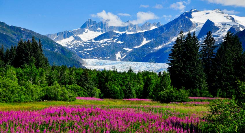 Flowers & trees against mountain backdrop in Juneau Alaska
