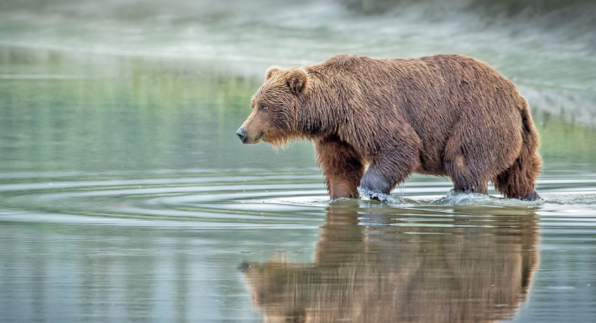 A large brown bear standing in shallow water, dipping its paws as it walks along the shoreline, with its reflection visible on the calm surface.