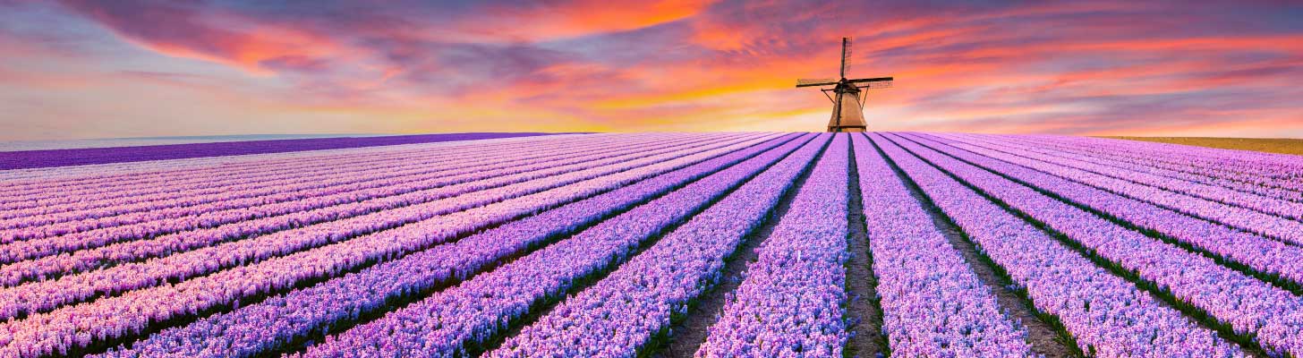Windmill overlooking the tulip fields at sunset