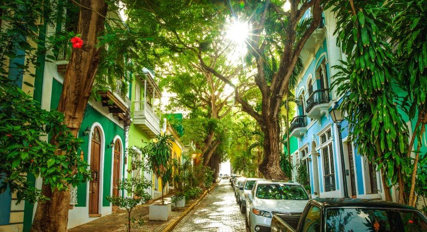 Trees line a street in Puerto Rico