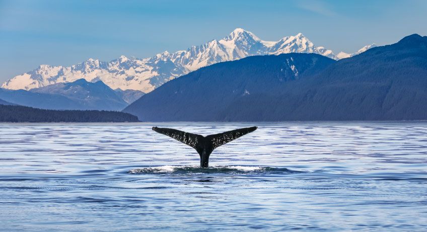 Whale watching in Alaska