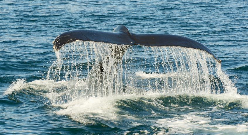 Humpback whale tail surfacing the water in Iceland