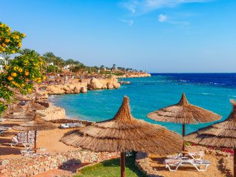 Palm trees & sun umbrellas on a beach in Egypt