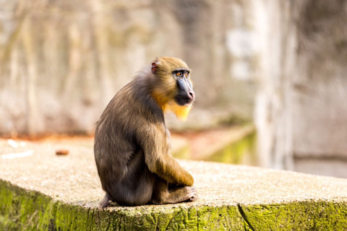 Artis Zoo Amsterdam Holland in the Madril monkey section
