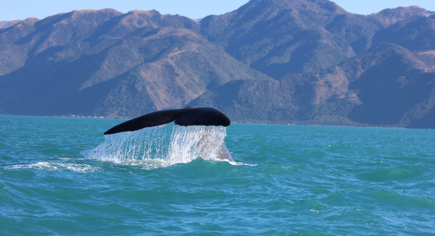 A humpback whale breaches from the green ocean water, splashing as it swims toward the shore with blue mountains in the background under a clear sky.