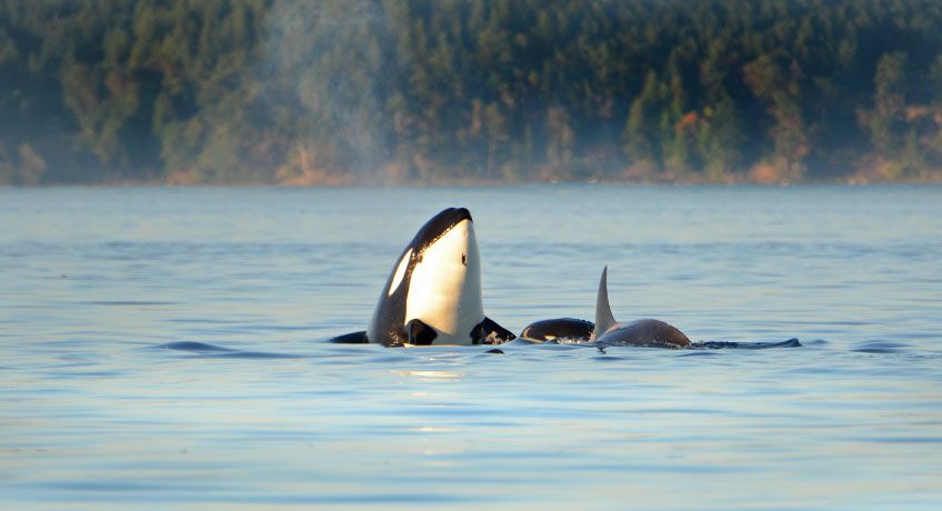 Orca whales in the ocean in Victoria, Canada