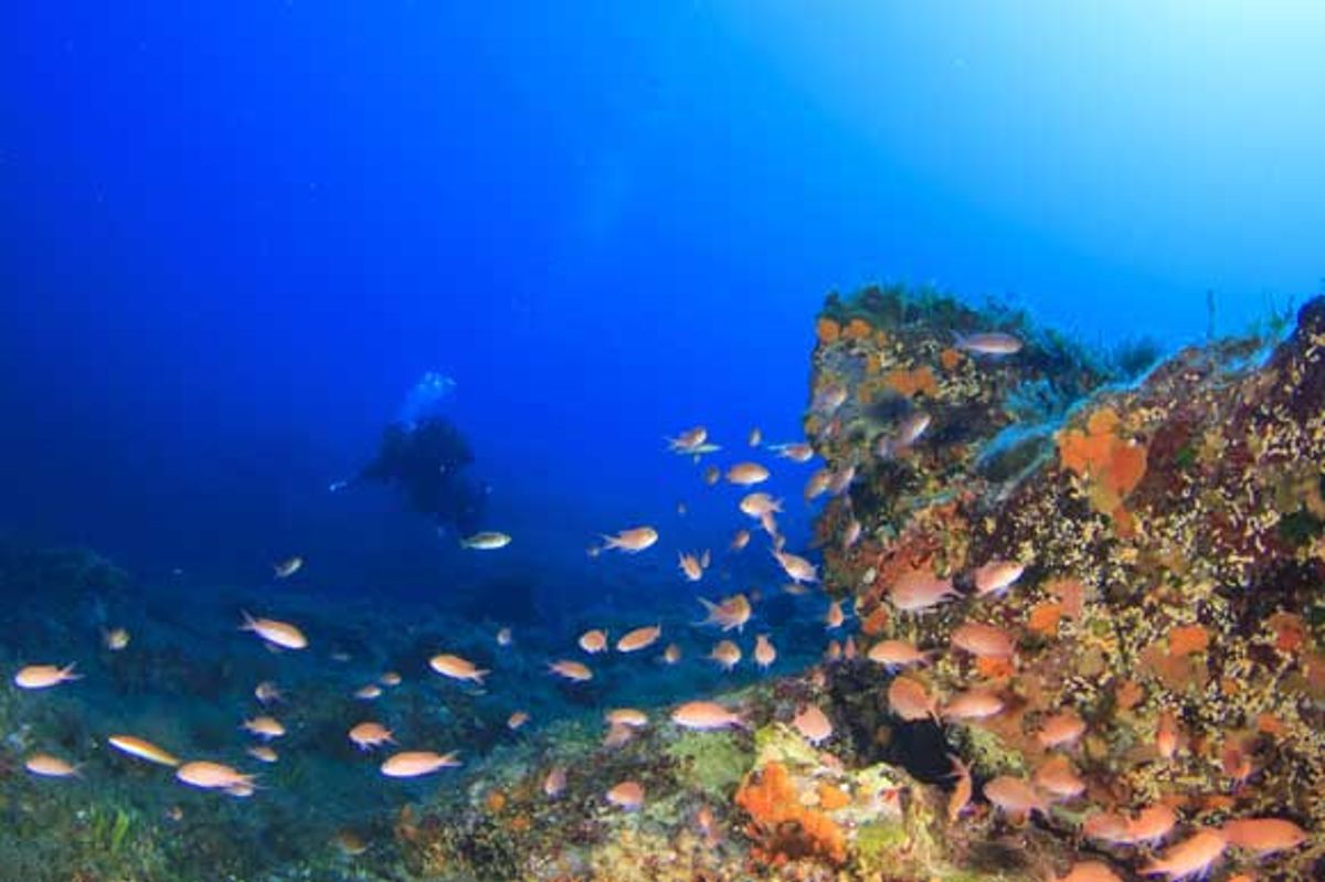 Scuba diver looks on from a distance at the sea life in Malta 