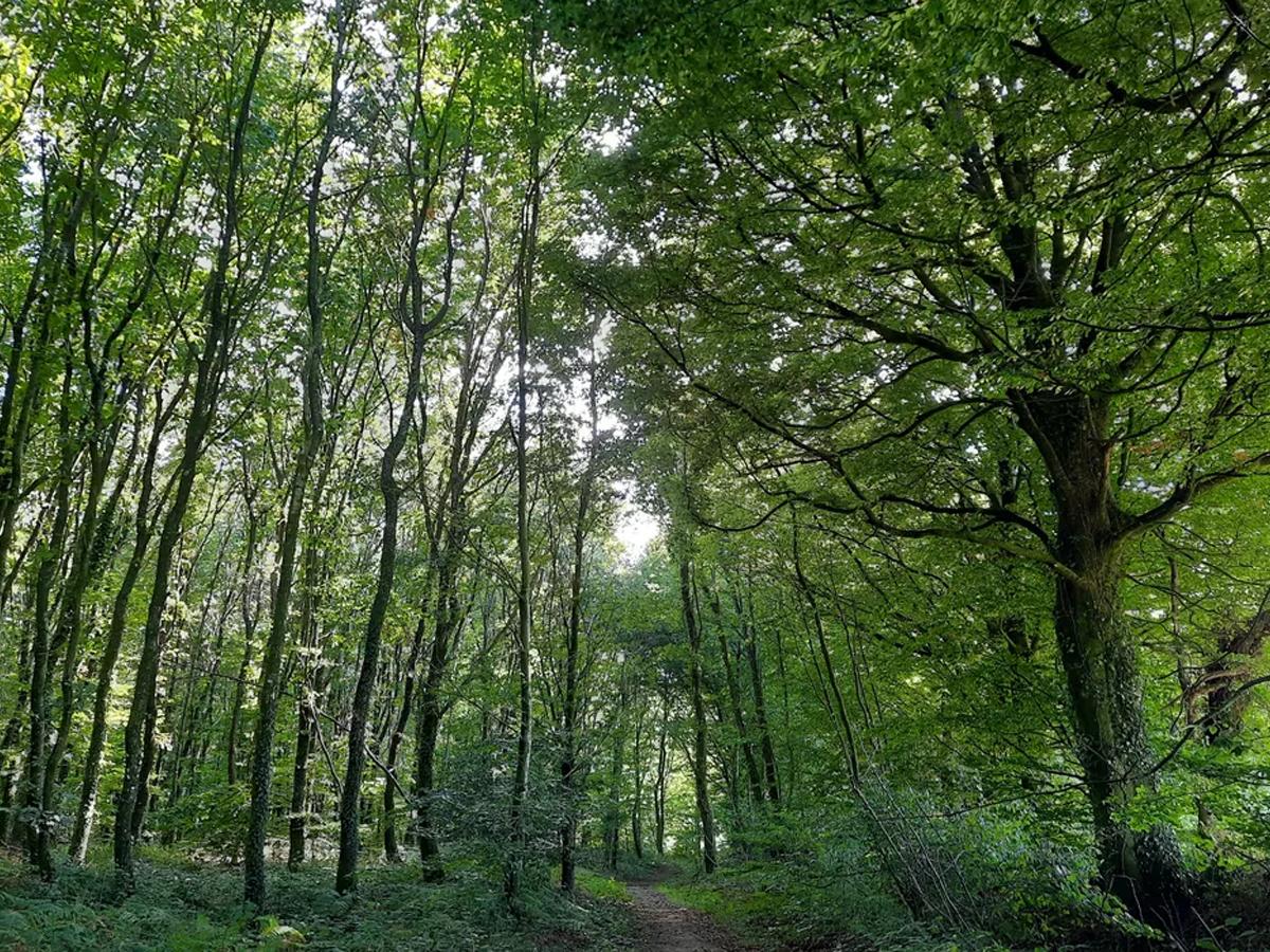 Forêt domaniale de Saint‑Sever