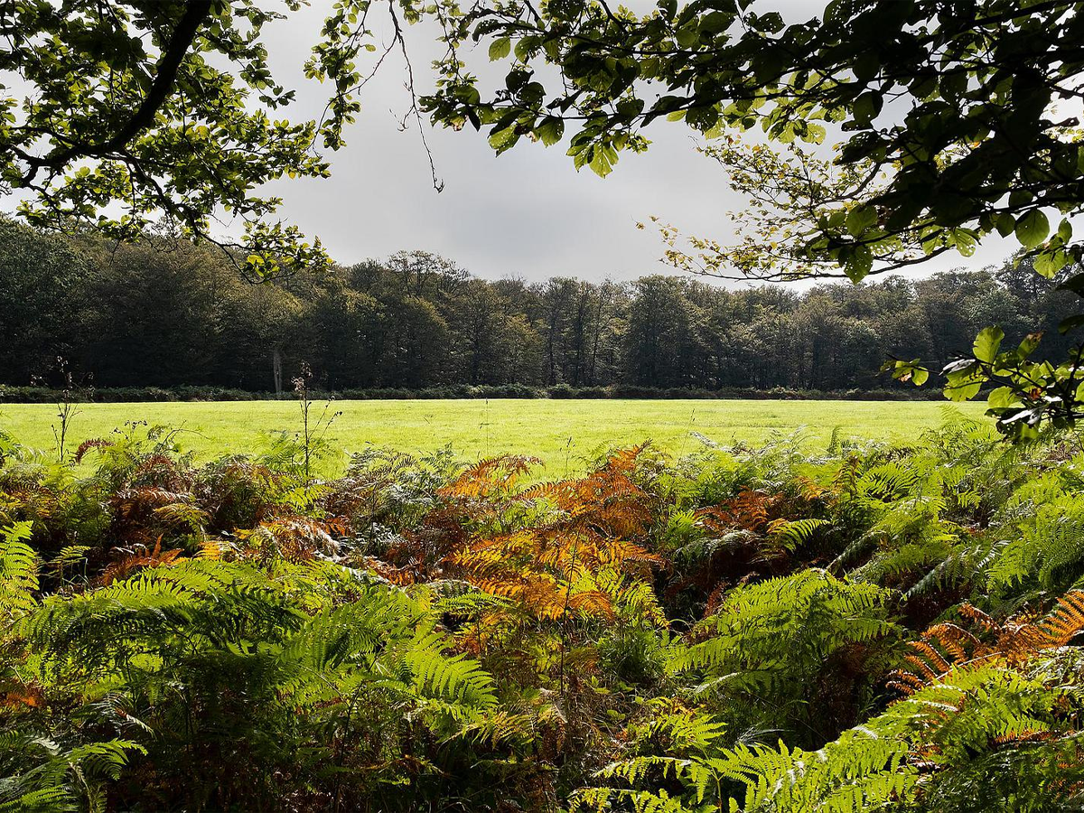 Forêt domaniale du Gault