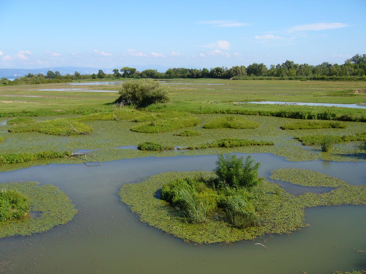 Riserva Naturale Regionale della Foce dell'Isonzo Isola della Cona (ROSELIÈRE SUPPOSÉE)