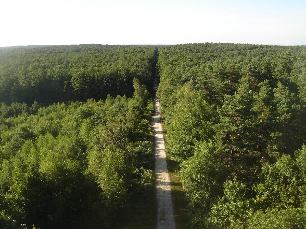 Forêt domaniale d'Orléans