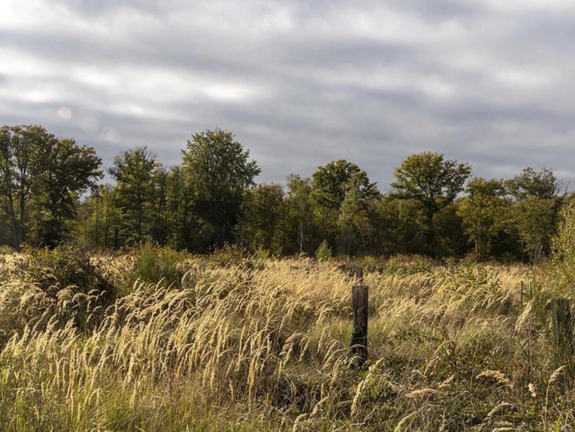Forêt domaniale de L'Isle-Adam