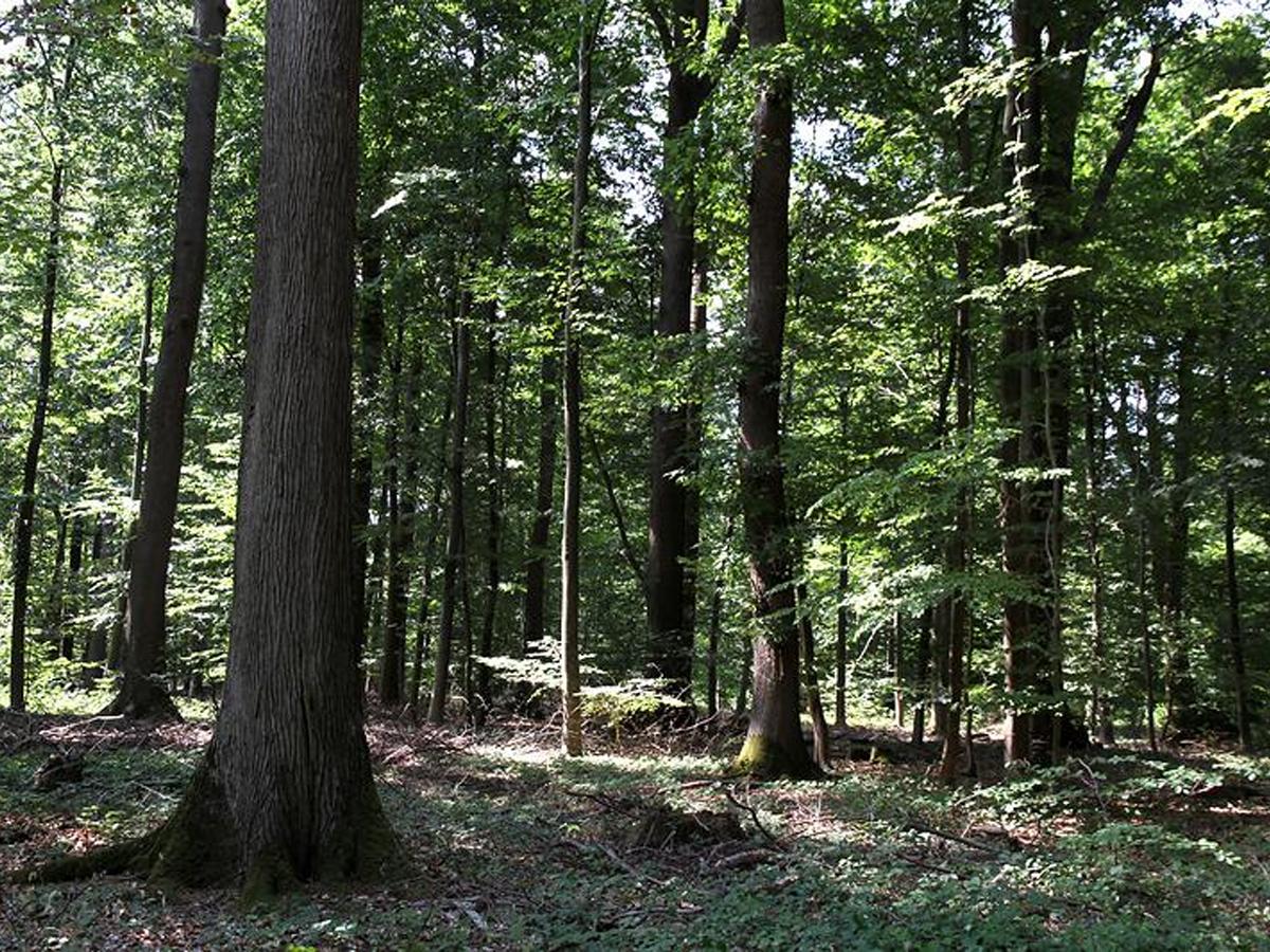 Forêt domaniale de Marly